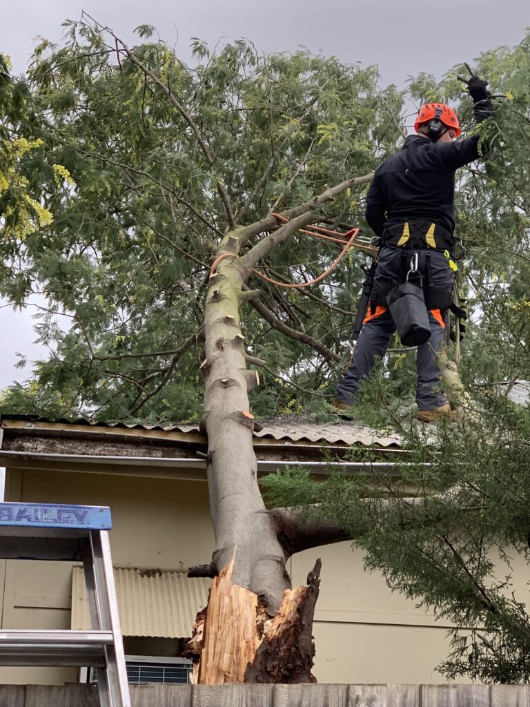 Tree Cutting Services